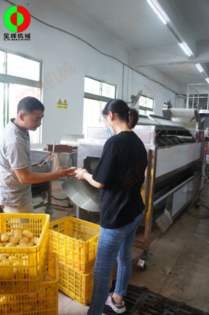 連續(xù)式土豆去皮機(jī)針對(duì)客戶帶來的大批土豆現(xiàn)場(chǎng)進(jìn)行加工處理測(cè)試！
